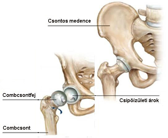 csontos ízületi csontok ízületi fájdalom a szteroidok miatt