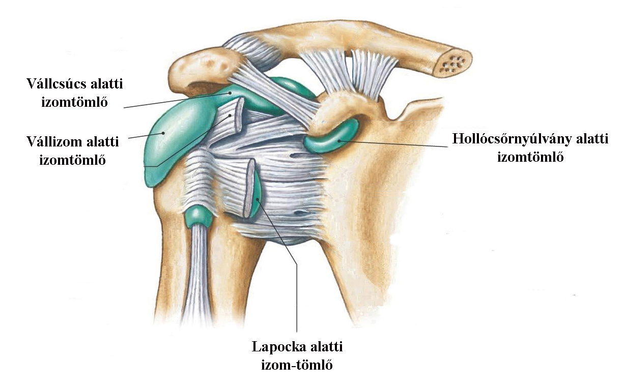 húzza és fáj a vállízület az alkar artrózisa hogyan kezelhető